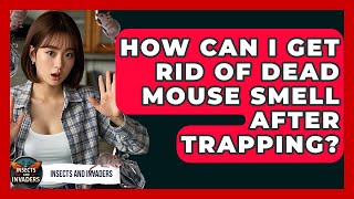 How Can I Get Rid Of Dead Mouse Smell After Trapping? - Insects And Invaders