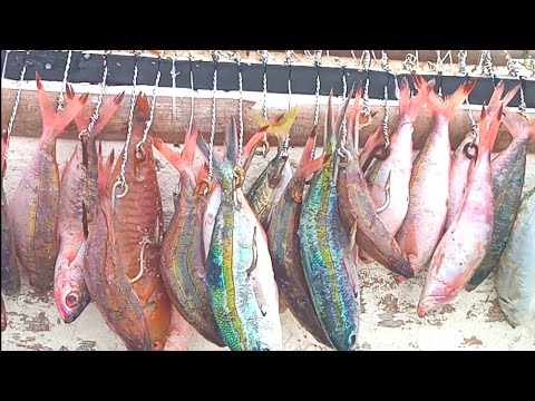 Video: Paano Mahuli Ang Mandaragit Na Isda