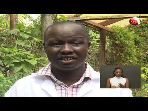 Video: Je ixora itakua kwenye kivuli?
