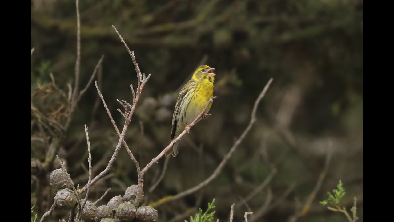 kent salado Serin (serinus serinus)