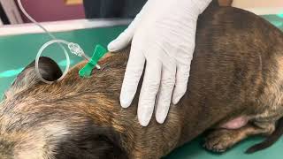 15歳犬ラルフの7日目の注射の日、15 year old dog Ralph's 7th day of injections by Deko Jazz 29,669 views 3 months ago 8 minutes, 8 seconds