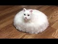 Funniest Cat Videos That Will Make You Laugh #15 - Funny Cats and Dogs Videos