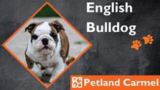 Tail Wagging Wonders: English Bulldog Breed