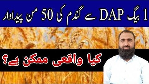 How to get high yield of wheat with less fertilizer in 2023 || Bilal Kanju Official