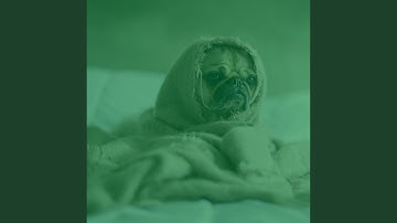 Remarkable Backdrops for Happy Puppies