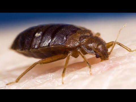 Video: Odorless Remedies For Bedbugs: Which Is The Most Effective At Home? An Overview Of Good Means For Destroying Bedbugs In An Apartment