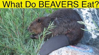 What Do Beavers Eat?