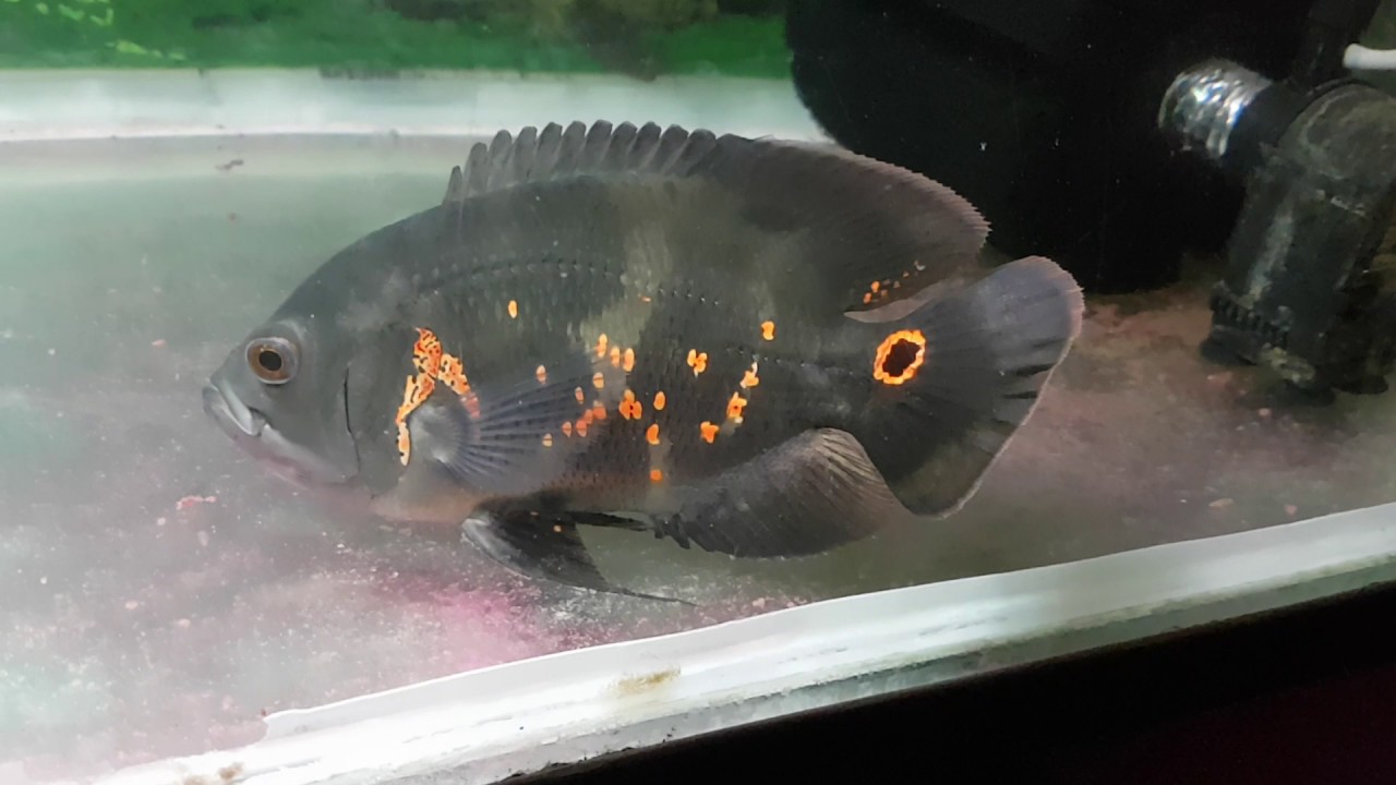 Awesome Oscar Fish sleeping night 3.30 - YouTube
