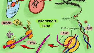 картинка: Експресія гена
