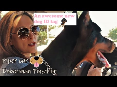 doberman-gets-new-dog-id-tag-(petsmart-tagworks)