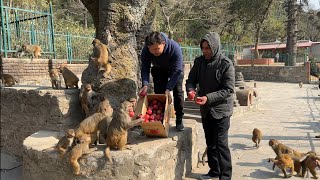 To make the monkeys and dogs happy, bananas and apples were served today, along with wonderful meals