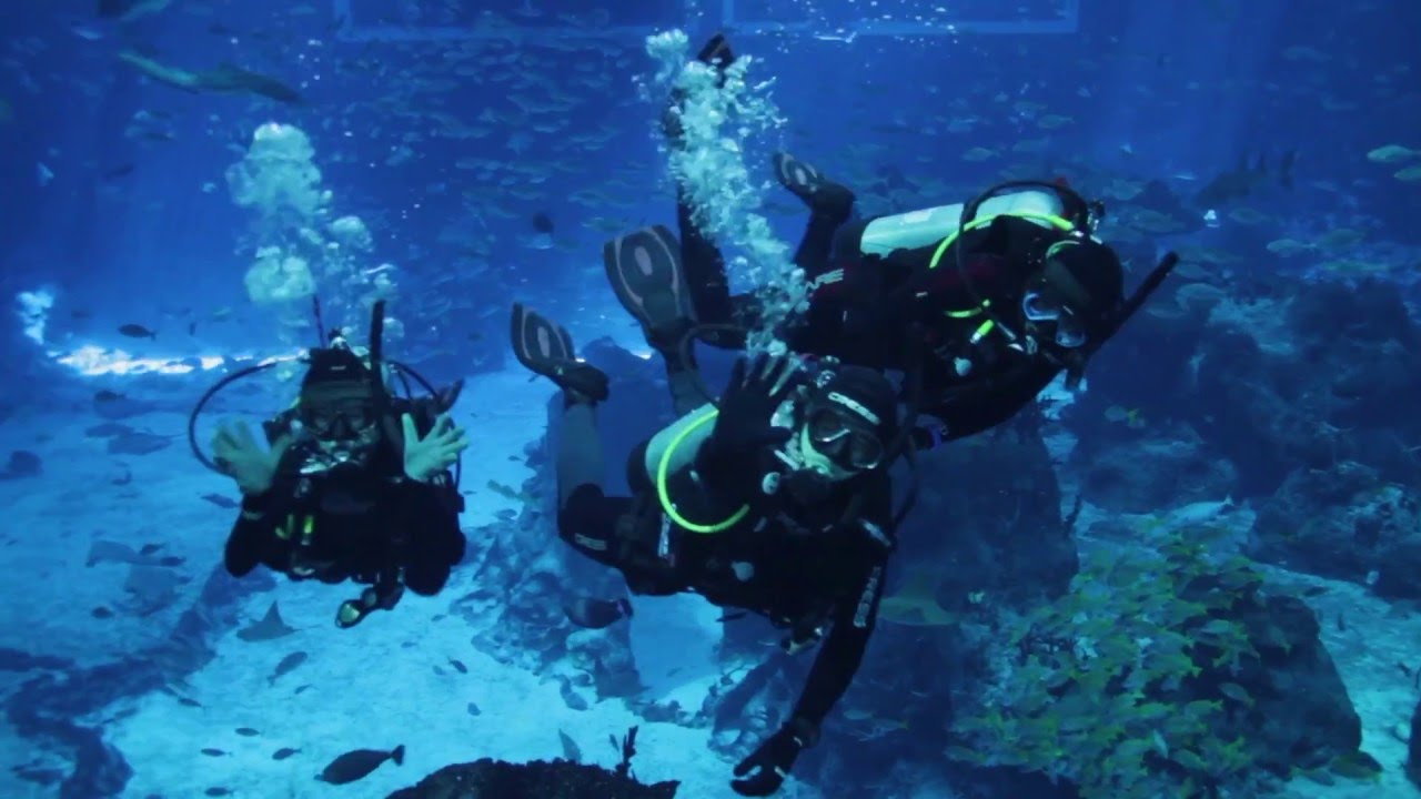 PADI Open Water Diver Course at S.E.A. Aquarium, Resorts World Sentosa