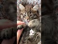 Tiny Fluffy Kitten Meow #shorts #cutekittensvideo #funnykittens