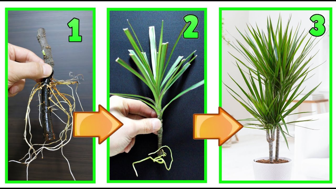 DRACENA MARGINATA, способ успешно воспроизвести его при нулевых затратах