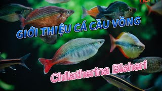 Chilatherina Bleheri - Rainbow Fish - GIỚI THIỆU CÁ CẦU VỒNG