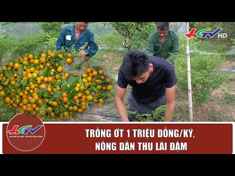 Video Trồng ớt 1 triệu đồng/ký, nông dân thu lãi đậm |... - youtube