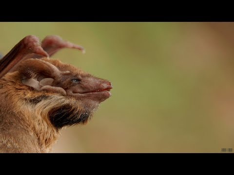 8 Species of Bats Family Found in India