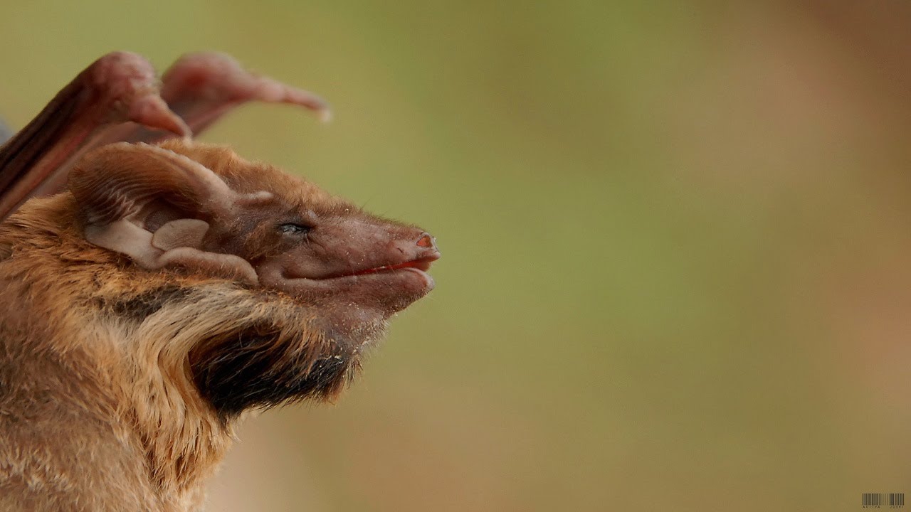 8 Species of Bats Family Found in India YouTube