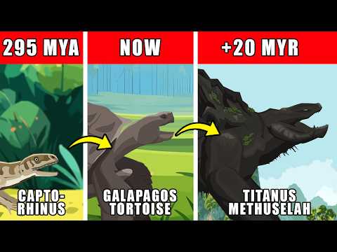 Titanus Methuselah Origin Evolution: How Titanus Methuselah Could Have Evolved