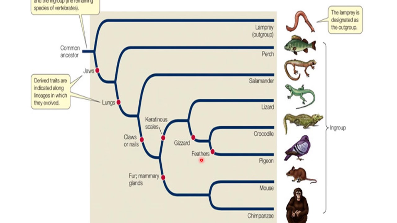 how to determine the phylogeny of organisms