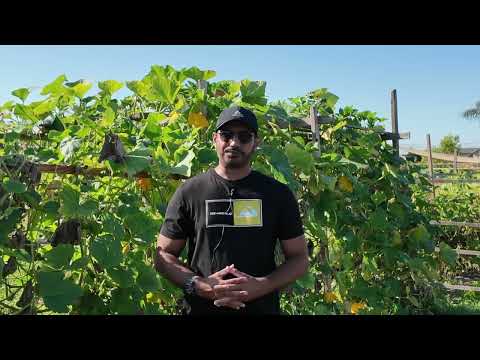 Top vegetables to grow in fall. #gardening #vegetablegarden #farming #gardeningtips