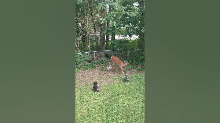 Momma deer vs little dog
