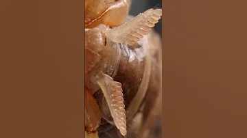 Паук или скорпион ? Кто кого....