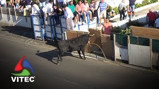 Tourada à corda in São Brás, 29 August 2025