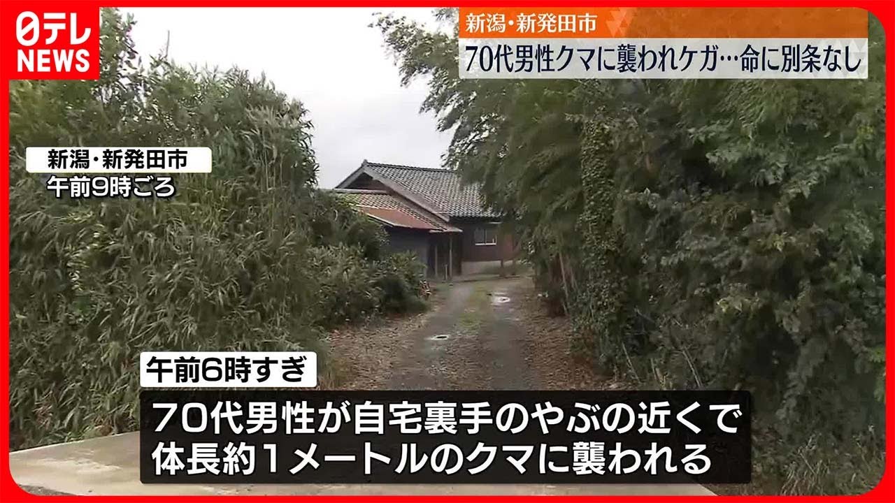 クマ出没注意】70代男性がクマに襲われケガ 新潟・新発田市 - YouTube