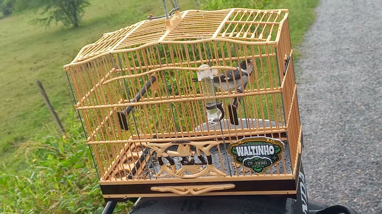 Golinha Ninja na pegada 19/06/2025 N 72°