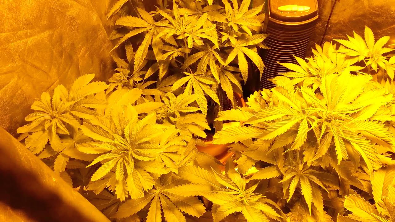 Flower update Blue Dream Purple Erkle & Medi Man