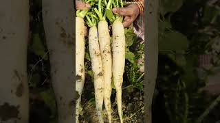 garden ki fresh  mooli ki harvest #garden #gardening #terracegarden #farming #radish #mooli #harvest