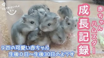 ジャンガリアンハムスター Youtube ジャンガリアンハムスター Youtube