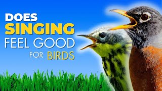 Do Birds Feel Happy When They Sing?