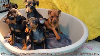 PINSCHER NAIN MANCHE - Présentation des petits dans la véranda