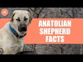 Anatolian shepherd dog breed 9 amazing facts you must know