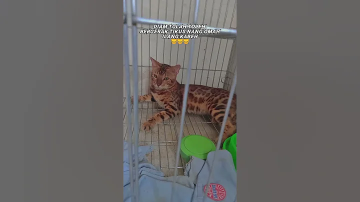 Watch the video about Kucing bengal jantan (Spotted brown)