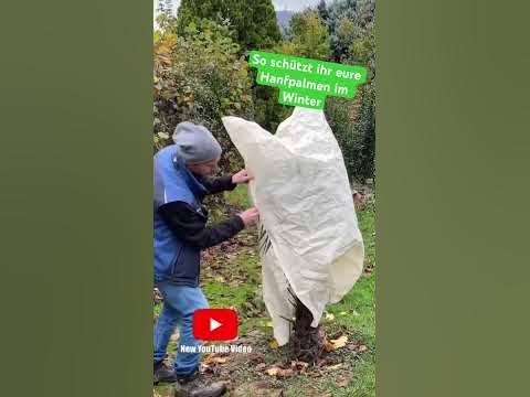 Chinesische Hanfpalme überwintern ! Trachycarpus fortunei winterhart