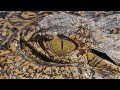 Saxon – Predator (Official Video)