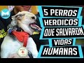 5 Increíbles Perros Heroicos Que Salvaron Vidas Humanas.