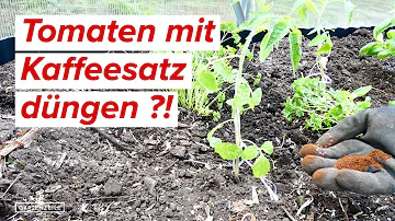 Kann man Gurken und Tomaten mit Kaffeesatz düngen?