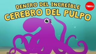 Por qué el cerebro del pulpo es tan extraordinario  Cláudio L. Guerra