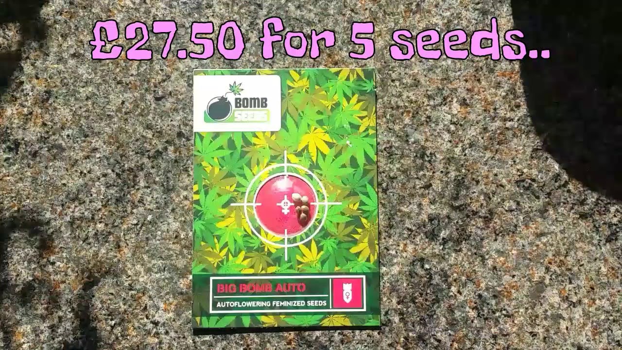 Bomb Seeds - Big Bomb Auto