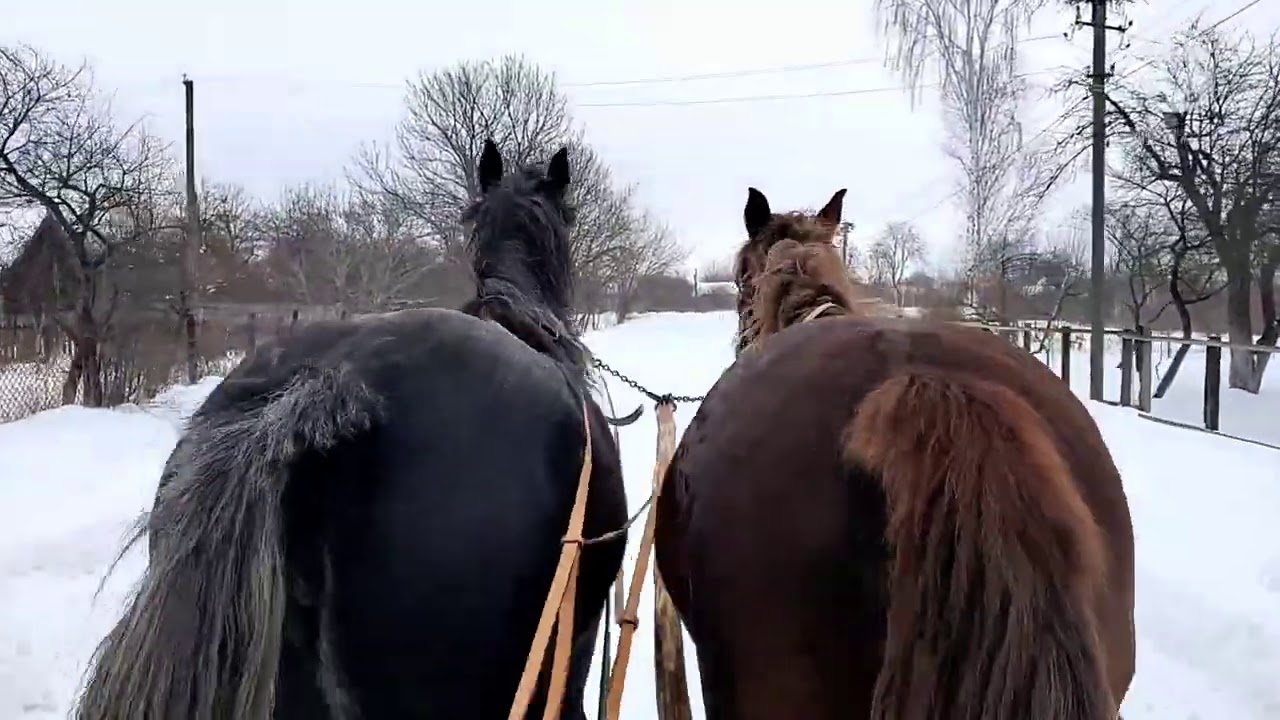 Лошадь на шильдике авто
