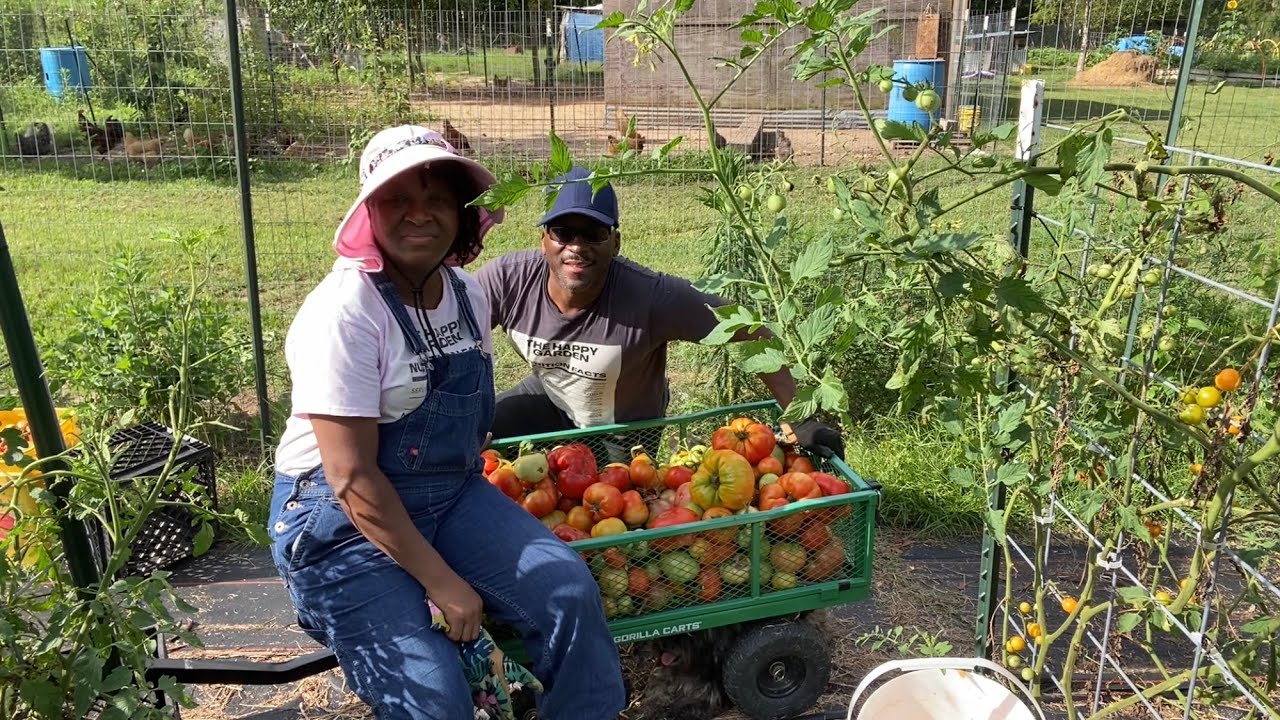 Какой прекрасный урожай помидоров