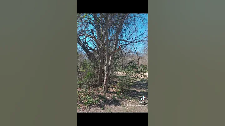 Cardinal in a tree @Debra Griffin