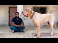 The world biggest pakistani 7 bully kutta in  punjab  hsn entertainment