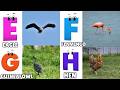 ABC Song | Birds ABC Song | Phonics for Kids| Learn ABC, Baby | Alphabet Letters