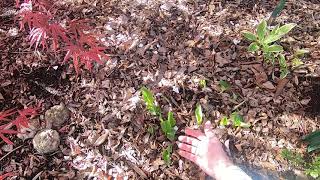 Feed Eggshells to the Birds