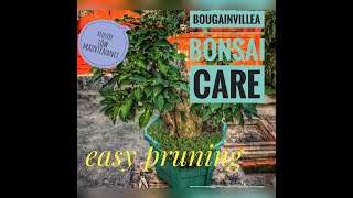 Bonsai || Bougainvillea || plant care || pruning (Part II)